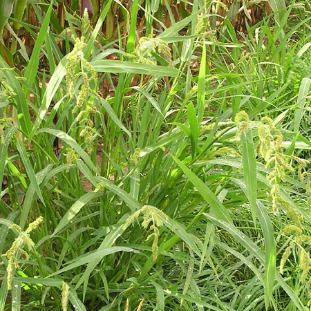 Barnyard Grass