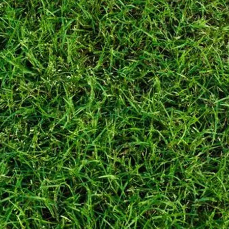 Bermuda Grass