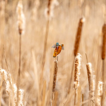 Cattails