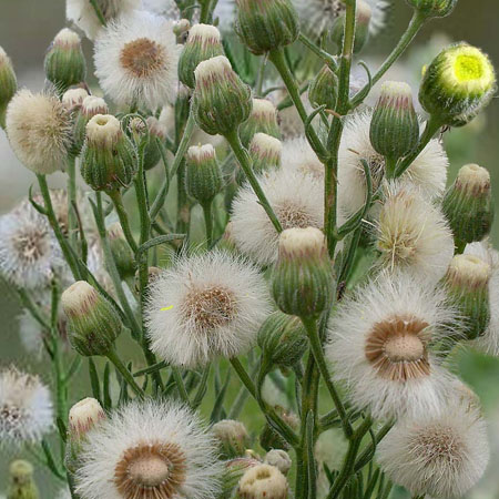 Hairy Fleabane