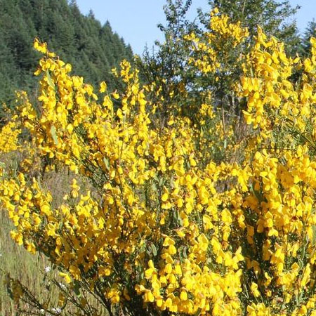 Scotch Broom