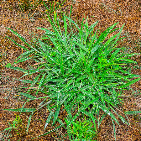 Crabgrass