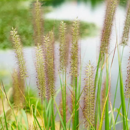 Foxtail