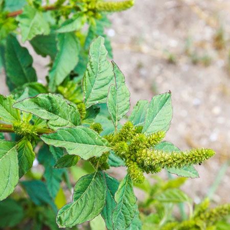 Pigweed