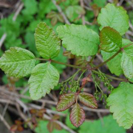 Poison Oak