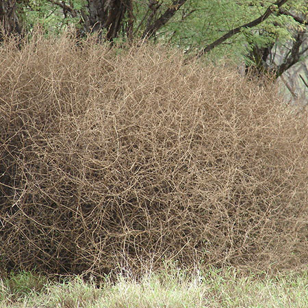 Russian Thistle