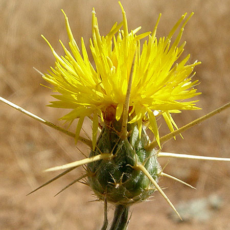 Yellow Star Thistle